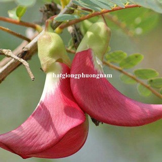 1 Gram - Hạt Giống So Đũa Tứ Quý Thái Bông Đỏ Phương Nam