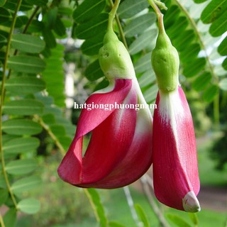 1 Gram - Hạt Giống So Đũa Tứ Quý Thái Bông Đỏ Phương Nam