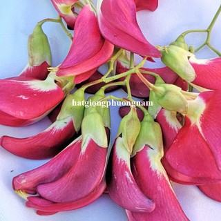 1 Gram - Hạt Giống So Đũa Tứ Quý Thái Bông Đỏ Phương Nam