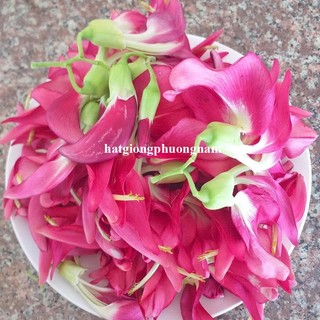 1 Gram - Hạt Giống So Đũa Tứ Quý Thái Bông Đỏ Phương Nam