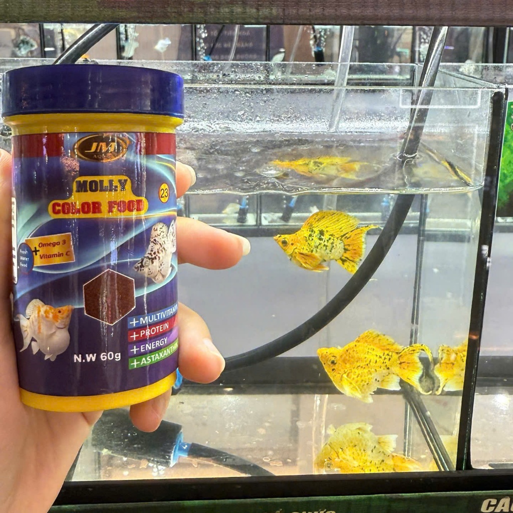 THỨC ĂN CHO CÁ CẢNH 𝗠𝗢𝗟𝗟𝗬 - JM AQUA - 60g