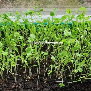 20 Gram - Hạt Giống Ngò (Rau Mùi) Phương Nam