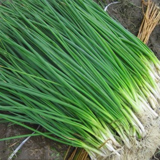 Hạt Giống Hành Lá / Hành Ống Cao Sản – Dễ Trồng, Năng Suất Cao