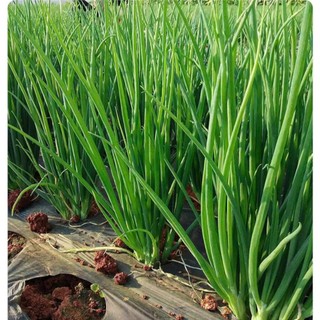 Hạt Giống Hành Lá / Hành Ống Cao Sản – Dễ Trồng, Năng Suất Cao
