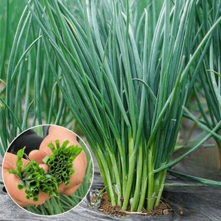 Hạt Giống Hành Lá / Hành Ống Cao Sản – Dễ Trồng, Năng Suất Cao