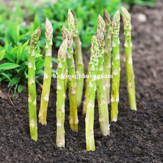 1 Gram - Hạt Giống Măng Tây Xanh Phương Nam