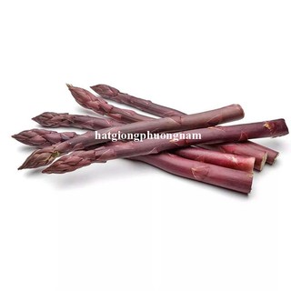 10h - Hạt Giống Măng Tây Tím Phương Nam