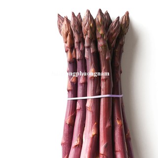 10h - Hạt Giống Măng Tây Tím Phương Nam