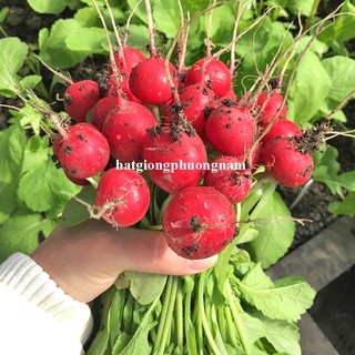 2 Gram - Hạt Giống Củ Cải Đỏ Tròn Phương Nam