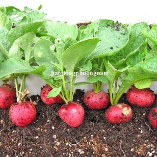 2 Gram - Hạt Giống Củ Cải Đỏ Tròn Phương Nam