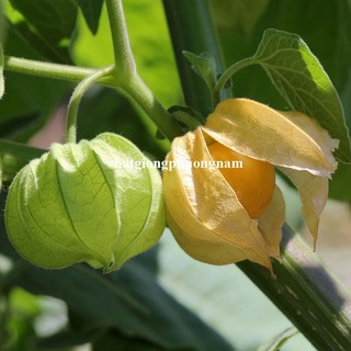 0,5 Gram  - Hạt Giống Thù Lù Phương Nam