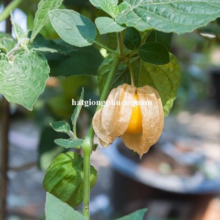 0,5 Gram  - Hạt Giống Thù Lù Phương Nam