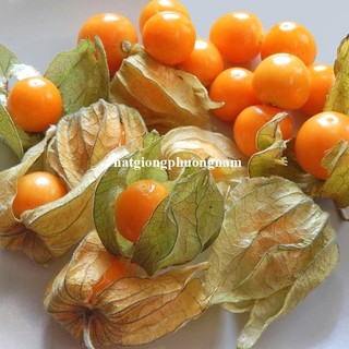 0,5 Gram  - Hạt Giống Thù Lù Phương Nam