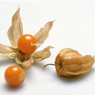 0,5 Gram  - Hạt Giống Thù Lù Phương Nam