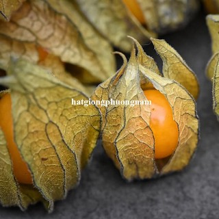 0,5 Gram  - Hạt Giống Thù Lù Phương Nam