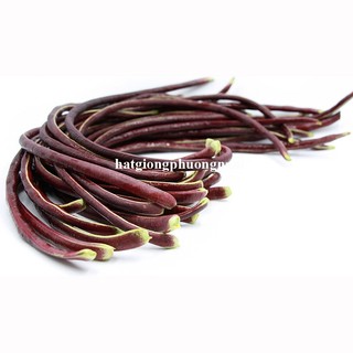 10 Gram - Hạt Giống Đậu Đũa Tím Phương Nam