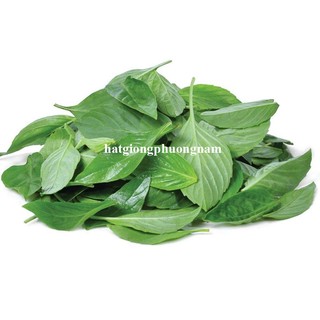 5 Gram - Hạt Giống Húng Quế Phương Nam