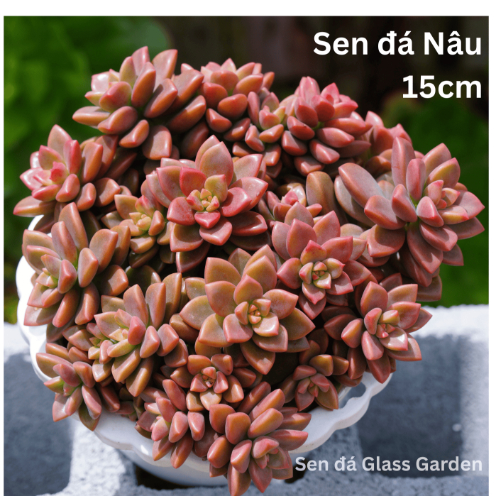 Sen Đá Nâu chậu treo 15-18cm nhiều đầu Glass Garden