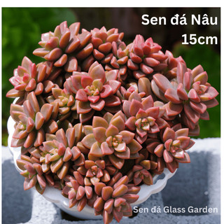 Sen Đá Nâu chậu treo 15-18cm nhiều đầu Glass Garden