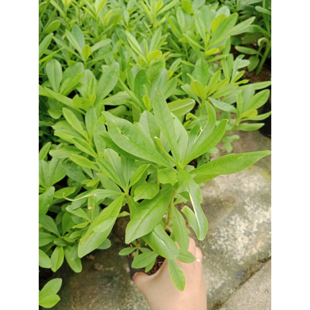 Cây sâm đất ( thổ sâm ) trồng trong bầu đất