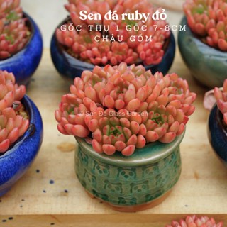 Sen đá Ruby đỏ gốc thụ 1 gốc trồng chậu gốm ép form 7cm Glass Garden 