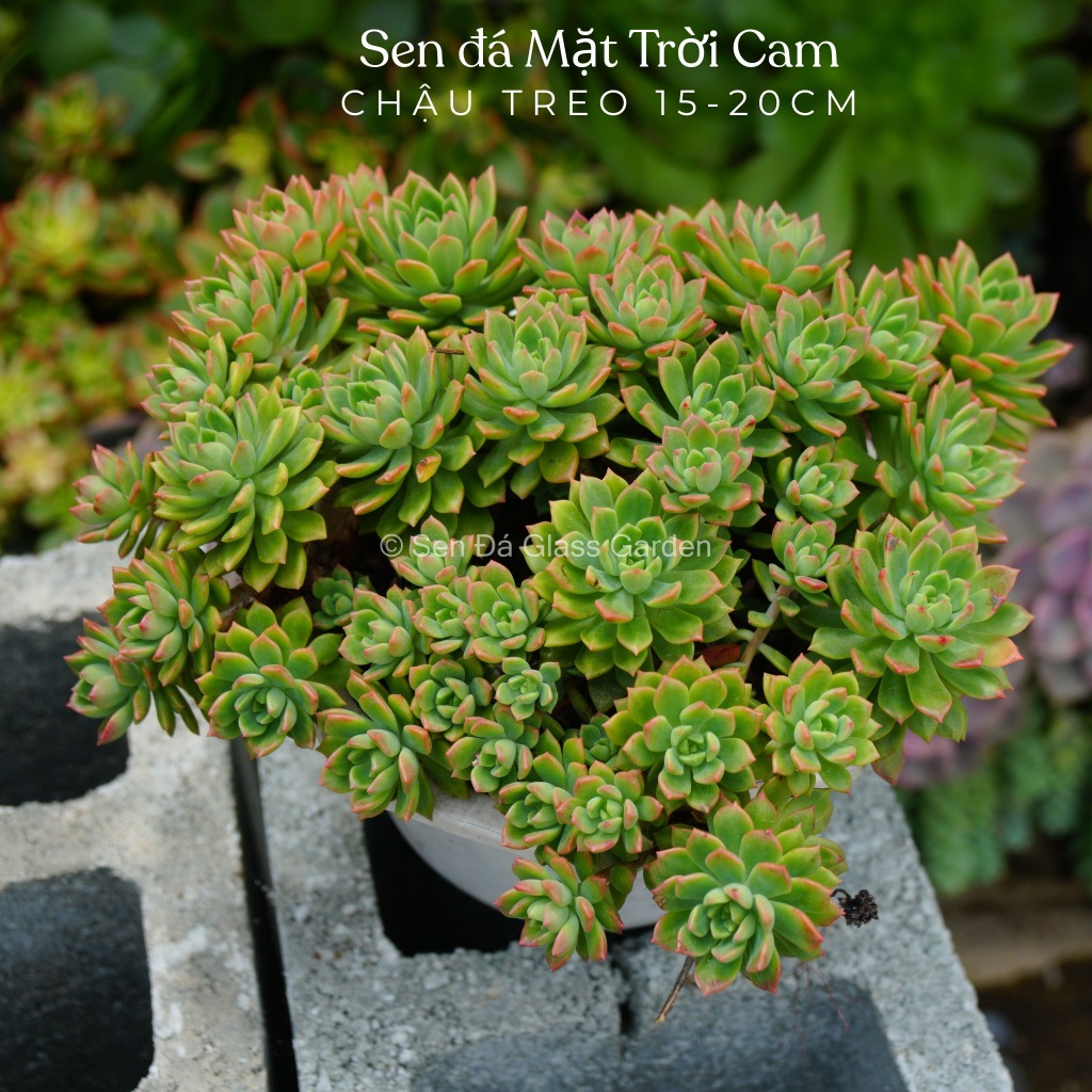 Sen đá mặt trời cam chậu treo 15-20cm Glass Garden