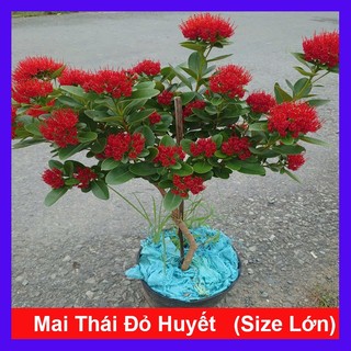  Chậu Cây Mai Thái Đỏ Huyết  Size Lớn 1 cốt 3 năm tuổi  - cây hoa nở quanh năm - cây cảnh sân vườn 