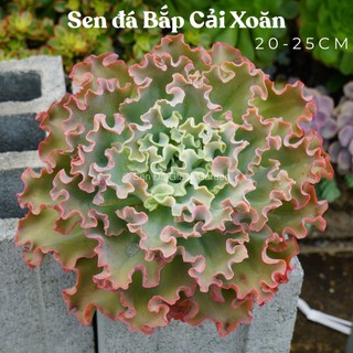  Sen Đá Bắp Cải Xoăn chậu đại 22-25cm Glass Garden 