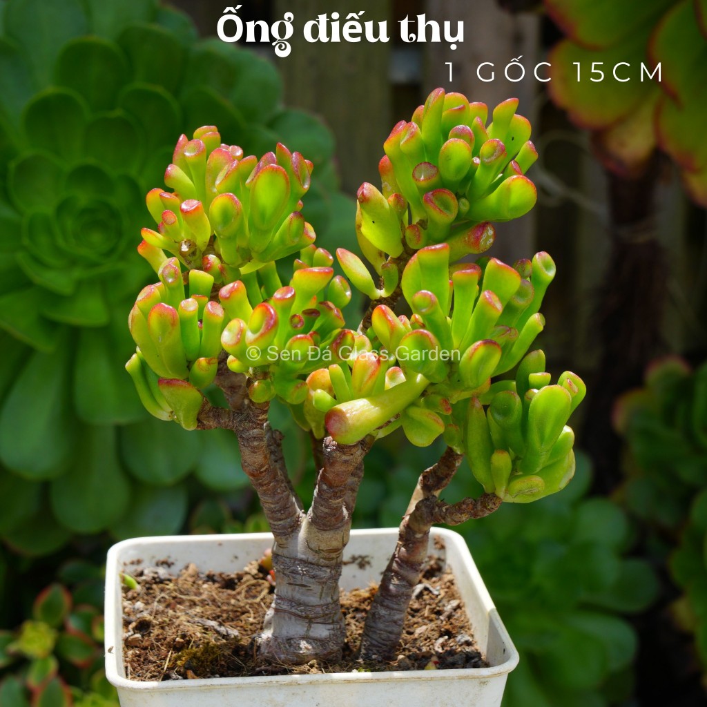 Sen đá ống điếu Gốc thụ chậu lớn 15cm GLASS GARDEN.