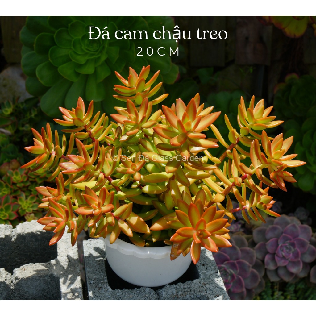 Sen đá Đá Cam chậu treo 20cm nhiều đầu GLASS GARDEN