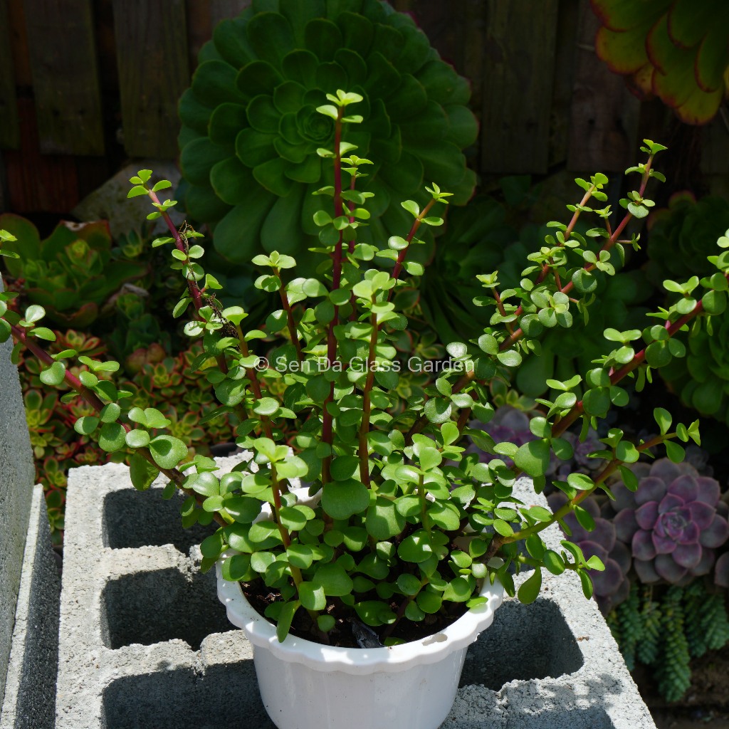 Sen đá Đô la xanh chậu treo 20cm Glass Garden