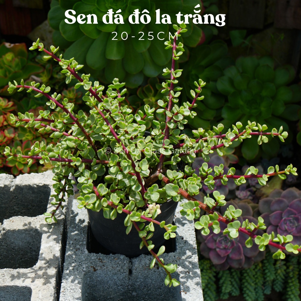Sen Đá Đô La Trắng chậu lớn 20-25cm GLASS GARDEN