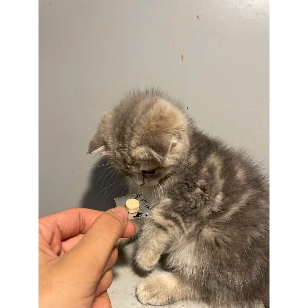 Một viên vitamin hỗ trợ hết ve,bọ chét