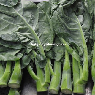 5 Gram - Hạt Giống Cải Rổ Phương Nam