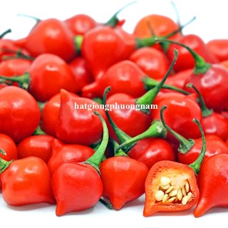 20 Hạt - Hạt Giống Ớt Trái Tim Phương Nam