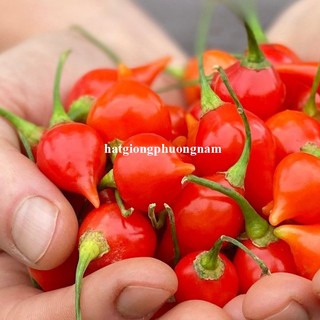 20 Hạt - Hạt Giống Ớt Trái Tim Phương Nam