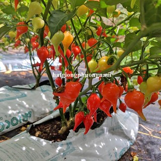 20 Hạt - Hạt Giống Ớt Trái Tim Phương Nam