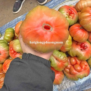 20 Hạt - Hạt Giông Cà Chua Mũi Cổ Sơn La