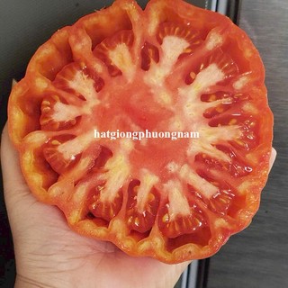 20 Hạt - Hạt Giông Cà Chua Mũi Cổ Sơn La