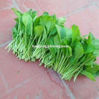 20 Gram - Hạt Giống Cải Ngọt Phương Nam