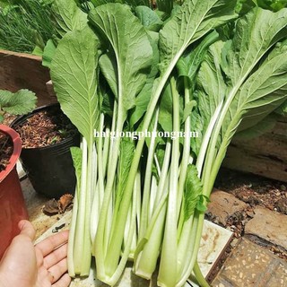 20 Gram - Hạt Giống Cải Ngọt Phương Nam