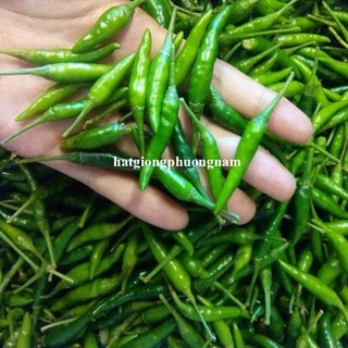 0,5 Gram - Hạt Giống Ớt Xiêm Phương Nam