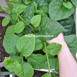 10 Gram - Hạt Giống Mồng Tơi Phương Nam