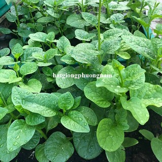 10 Gram - Hạt Giống Mồng Tơi Phương Nam