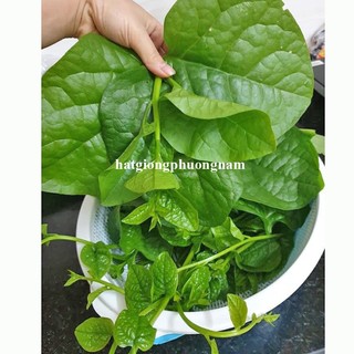 10 Gram - Hạt Giống Mồng Tơi Phương Nam