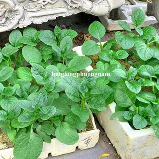 10 Gram - Hạt Giống Mồng Tơi Phương Nam