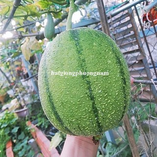 5 Hạt - Hạt  Giống  Mướp Táo /Béo Đài Loan Phương Nam