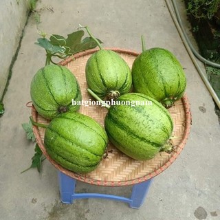 5 Hạt - Hạt  Giống  Mướp Táo /Béo Đài Loan Phương Nam