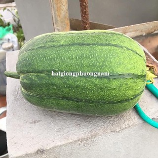 5 Hạt - Hạt  Giống  Mướp Táo /Béo Đài Loan Phương Nam