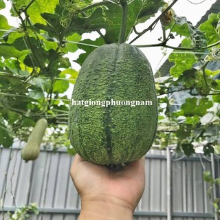5 Hạt - Hạt  Giống  Mướp Táo /Béo Đài Loan Phương Nam